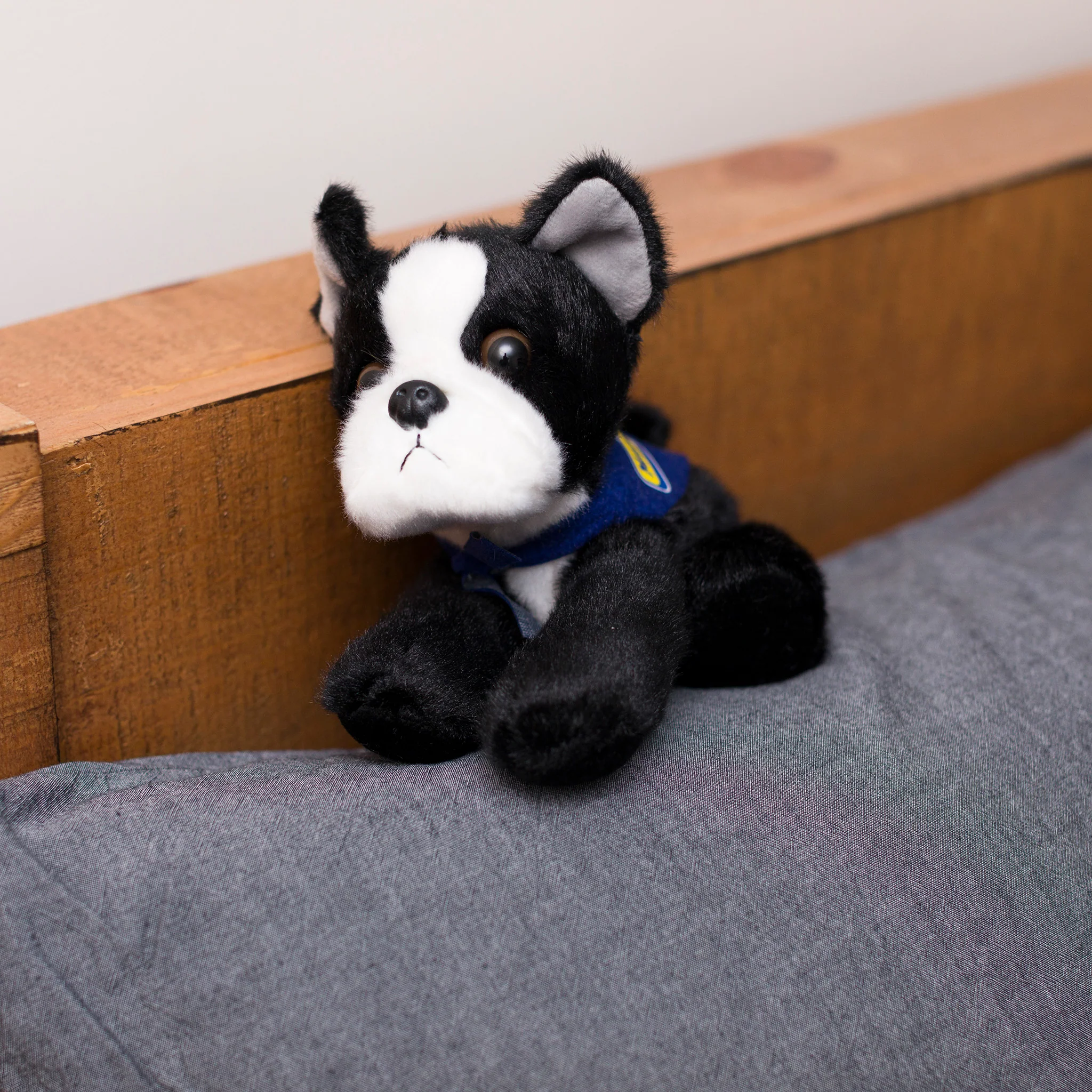 Boston Terrier with Mane 'n Tail Blue Bandana - Image 2