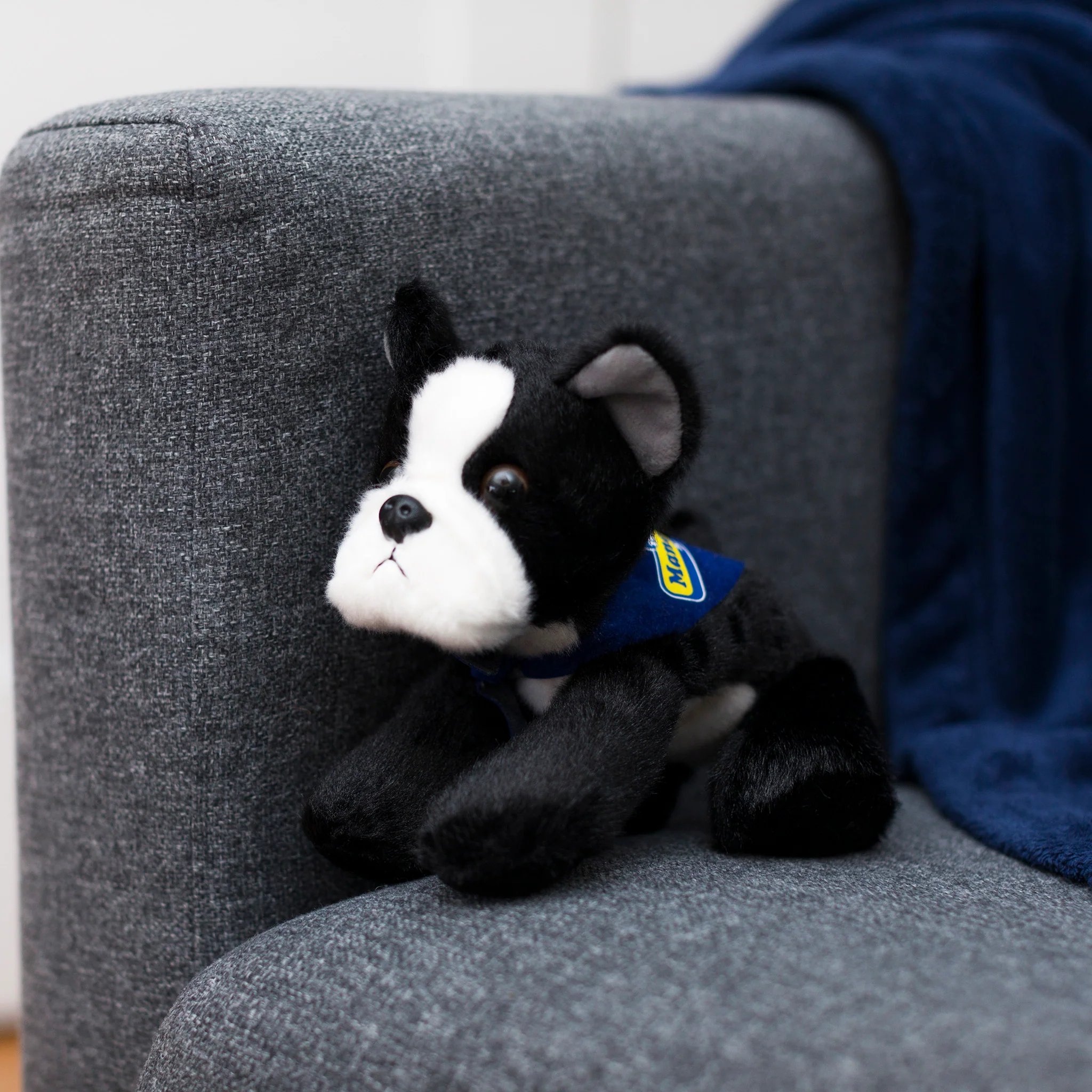 Boston Terrier with Mane 'n Tail Blue Bandana - Image 3