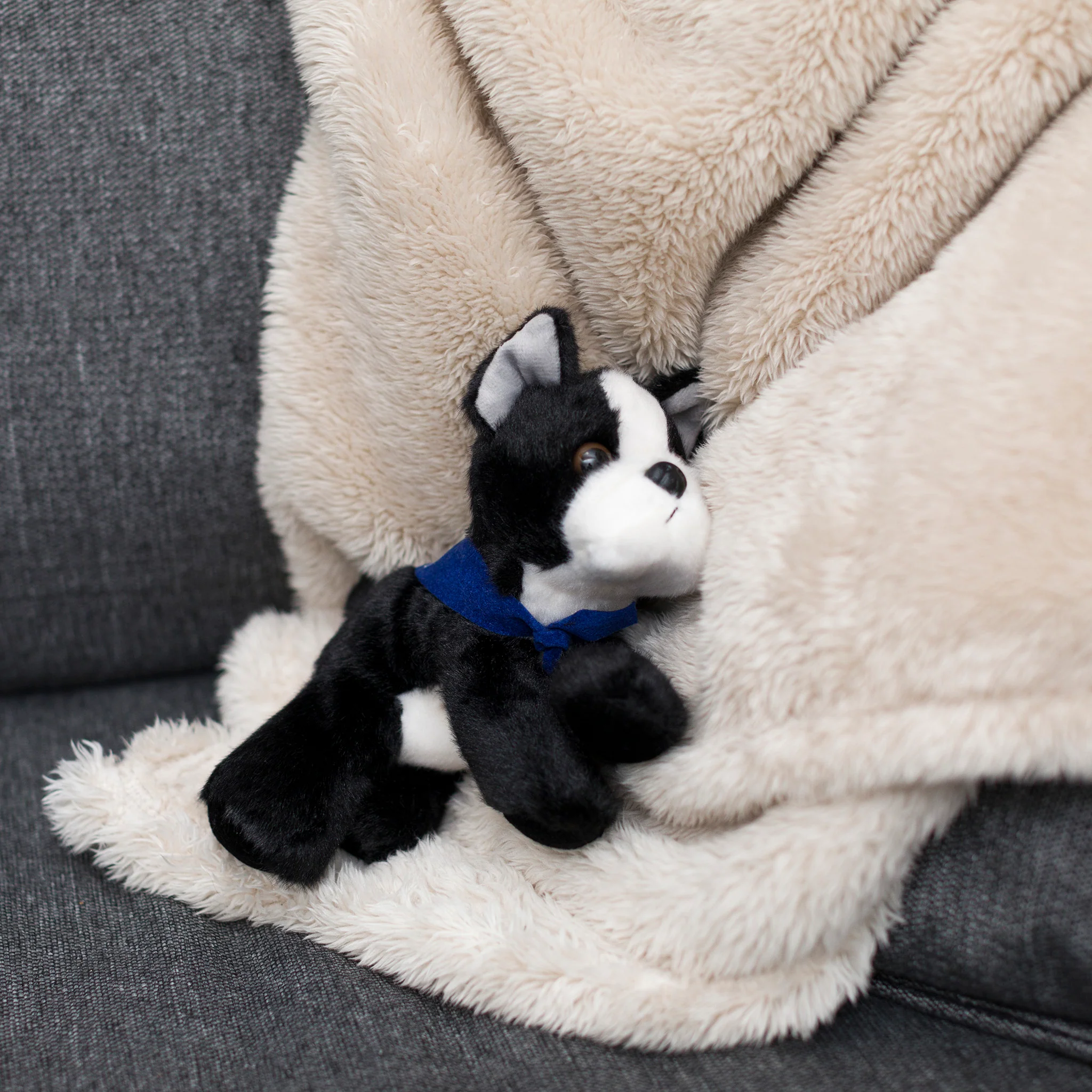Boston Terrier with Mane 'n Tail Blue Bandana - Image 4